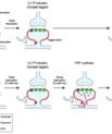 Graphic from the article: Molecular mechanisms of synaptic plasticity and dopamine signaling involved in the synaptic tagging and capture (STC) hypothesis