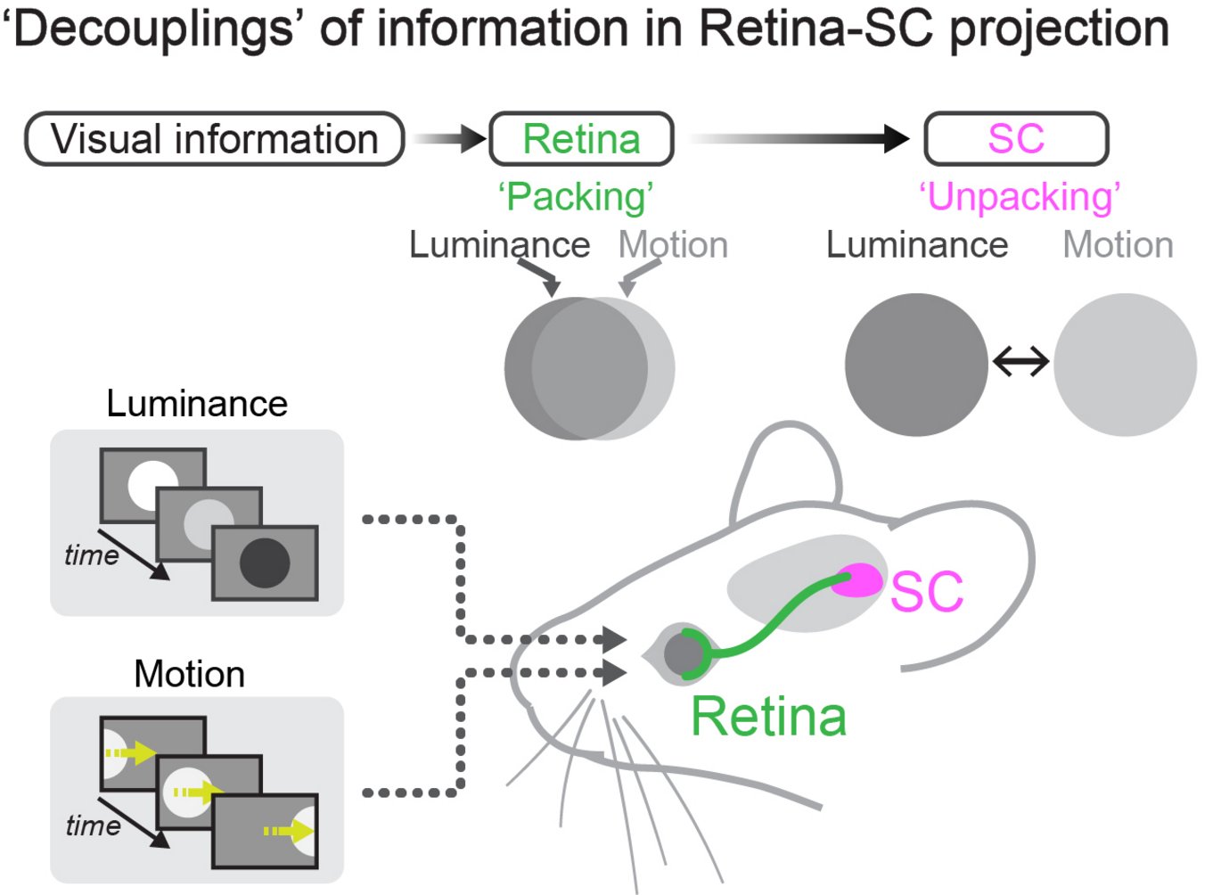 Illustration of the mechanism from the retina to the superior colliculus 